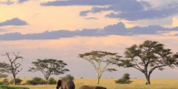 MR. MUTLUKALP İLE AFRİKA ANILARI